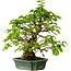 Carpinus coreana, 27 cm, ± 20 años, con un nebari de 6 cm