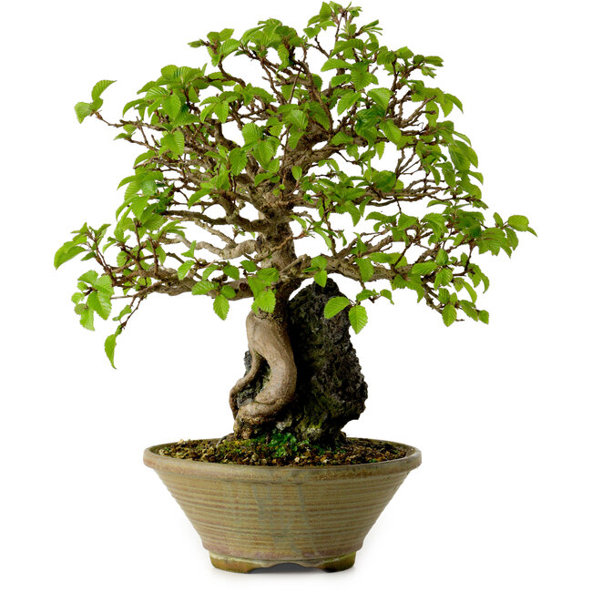 Carpinus coreana, 33 cm, ± 35 años
