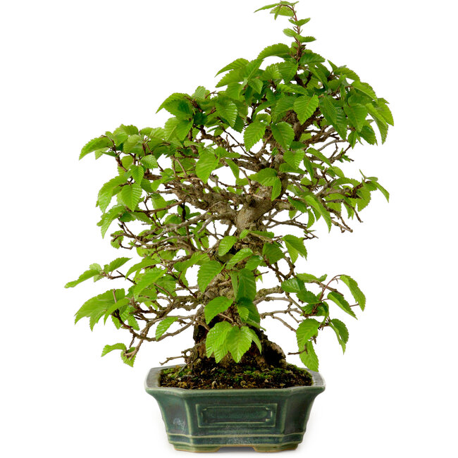Carpinus coreana, 27 cm, ± 20 anni, con nebari di 6 cm