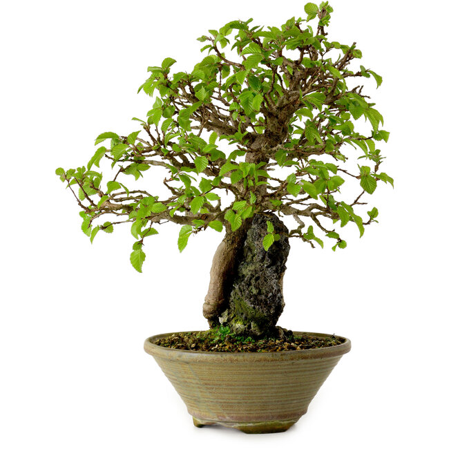 Carpinus coreana, 33 cm, ± 35 años