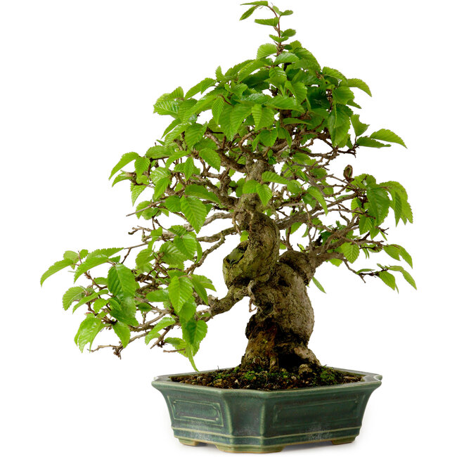 Carpinus coreana, 27 cm, ± 20 años, con un nebari de 6 cm