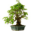 Carpinus coreana, 27 cm, ± 20 años, con un nebari de 6 cm