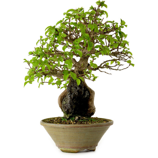 Carpinus coreana, 33 cm, ± 35 years old