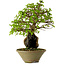 Carpinus coreana, 33 cm, ± 35 anni
