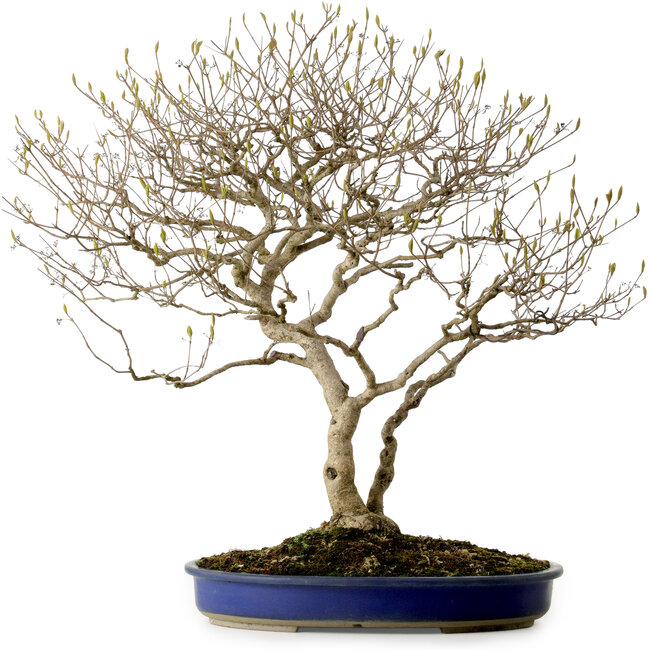Callicarpa japonica, 60 cm, ± 20 jaar oud, met een nebari van 12 cm en paarse bessen in de herfst.