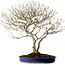 Callicarpa japonica, 60 cm, ± 20 anni, con nebari di 12 cm e bacche viola in autunno