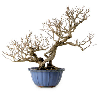 Punica granatum, 37 cm, ± 35 jaar oud