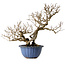 Punica granatum, 37 cm, ± 35 jaar oud, met een nebari van 13 cm