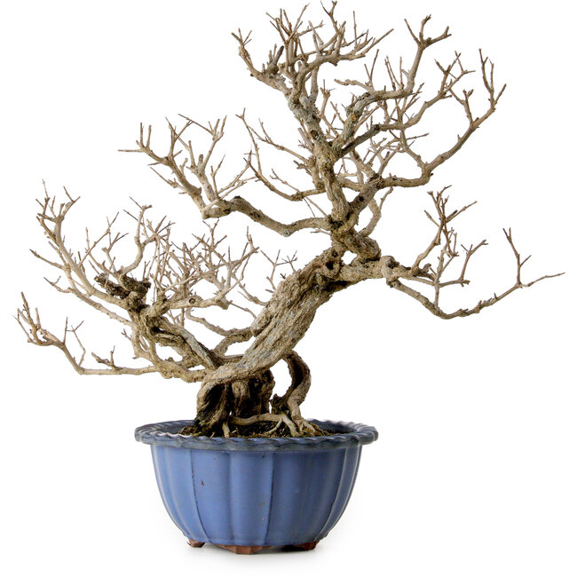 Granatapfel (Punica granatum), 37 cm, ca. 35 Jahre alt, mit einem Wurzelhals von 13 cm