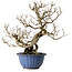 Punica granatum, 37 cm, ± 35 anni, con nebari di 13 cm