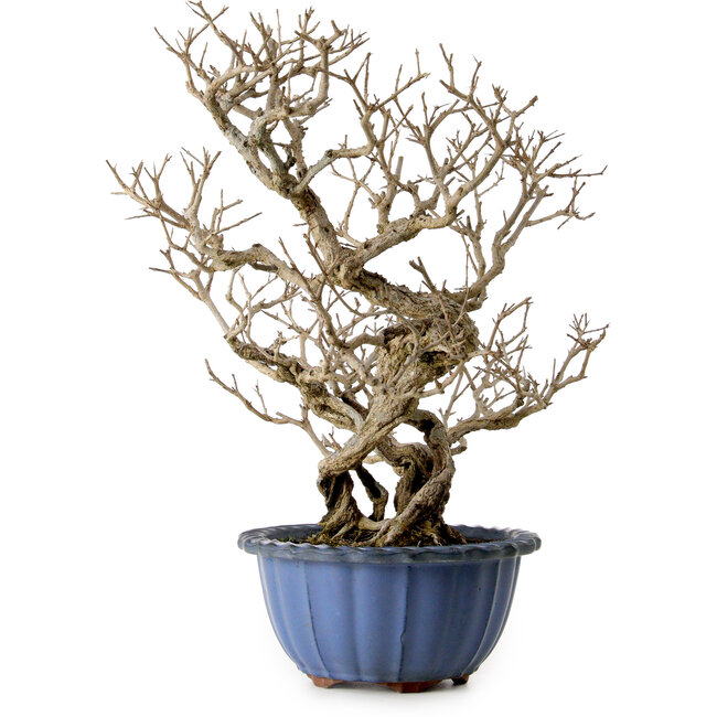 Punica granatum, 37 cm, ± 35 years old, with a nebari of 13 cm