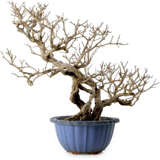 Granatapfel (Punica granatum), 37 cm, ca. 35 Jahre alt, mit einem Wurzelhals von 13 cm