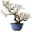 Punica granatum, 37 cm, ± 35 jaar oud, met een nebari van 13 cm