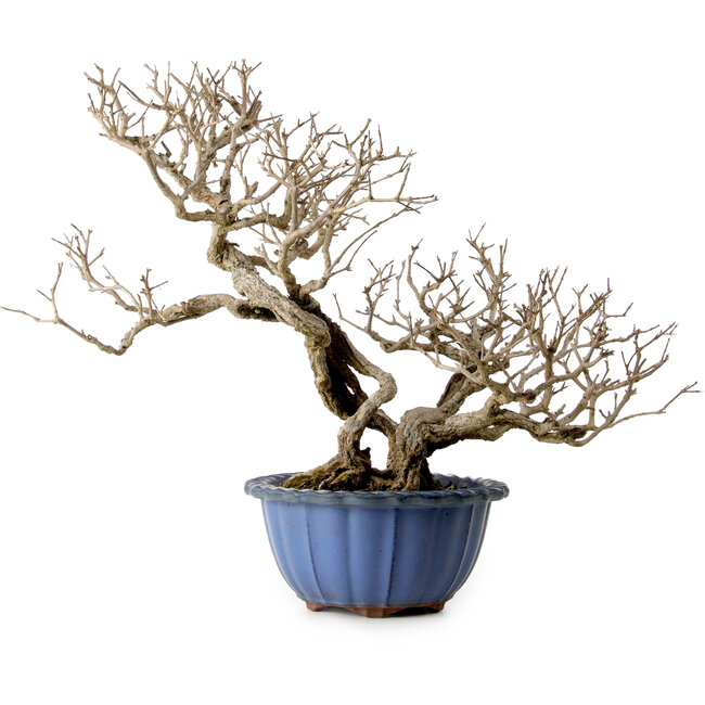 Punica granatum, 37 cm, ± 35 años de edad, con un nebari de 13 cm