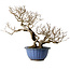 Punica granatum, 37 cm, ± 35 ans, avec un nebari de 13 cm