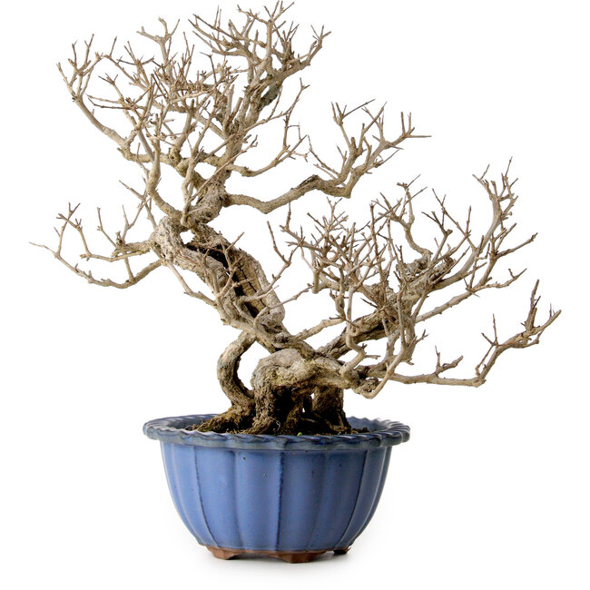 Punica granatum, 37 cm, ± 35 ans, avec un nebari de 13 cm