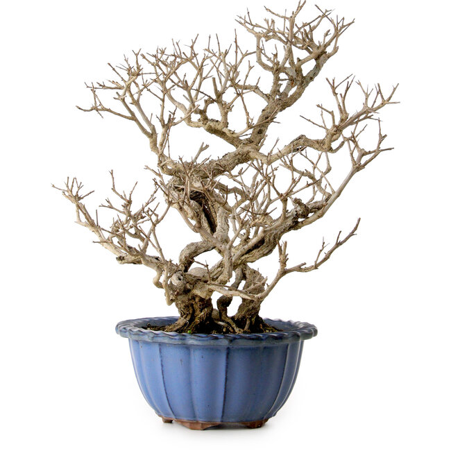 Punica granatum, 37 cm, ± 35 ans, avec un nebari de 13 cm