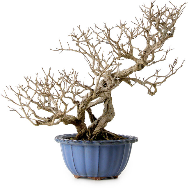 Punica granatum, 37 cm, ± 35 años de edad, con un nebari de 13 cm