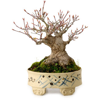 handmade Japanese Acer palmatum, 16 cm, ± 25 jaar oud