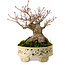 Acer palmatum, 16 cm, ca. 25 Jahre alt, in einem handgefertigten japanischen Topf, mit einem Nebari von 8 cm