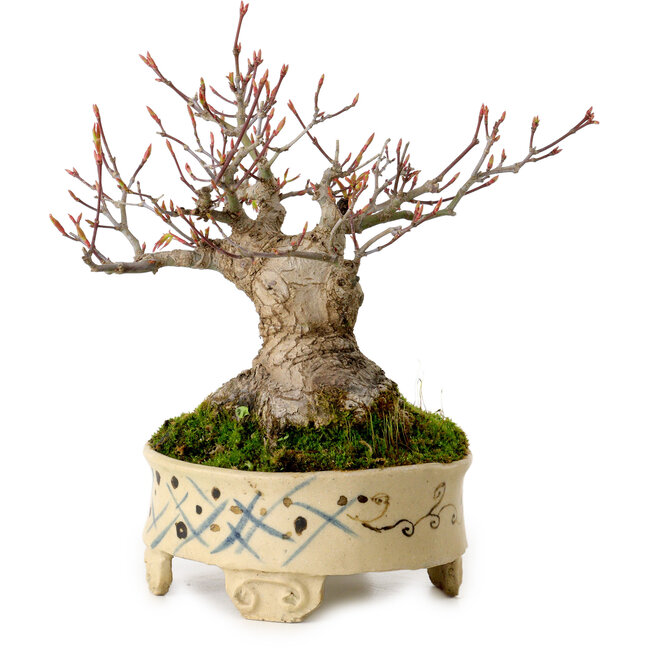 Acer palmatum, 16 cm, ± 25 años, en una maceta japonesa hecha a mano, con un nebari de 8 cm.