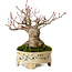 Acer palmatum, 16 cm, ca. 25 Jahre alt, in einem handgefertigten japanischen Topf, mit einem Nebari von 8 cm