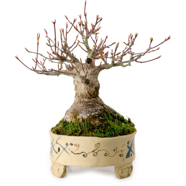 Acer palmatum, 16 cm, ± 25 ans, dans un pot japonais fait main, avec un nebari de 8 cm