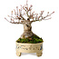 Acer palmatum, 16 cm, ca. 25 Jahre alt, in einem handgefertigten japanischen Topf, mit einem Nebari von 8 cm