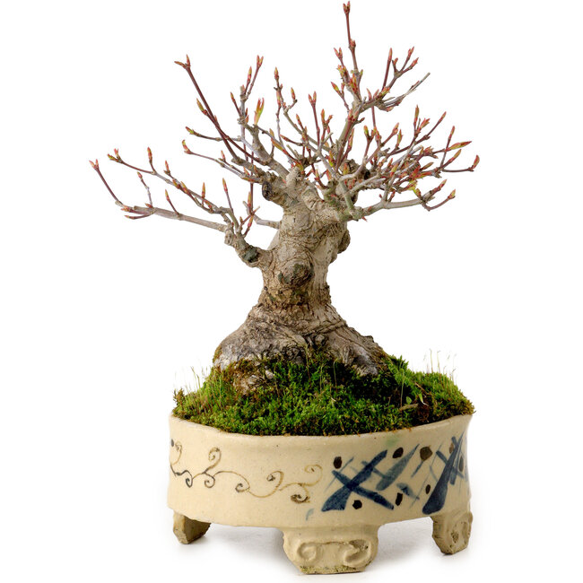 Acer palmatum, 16 cm, ca. 25 Jahre alt, in einem handgefertigten japanischen Topf, mit einem Nebari von 8 cm