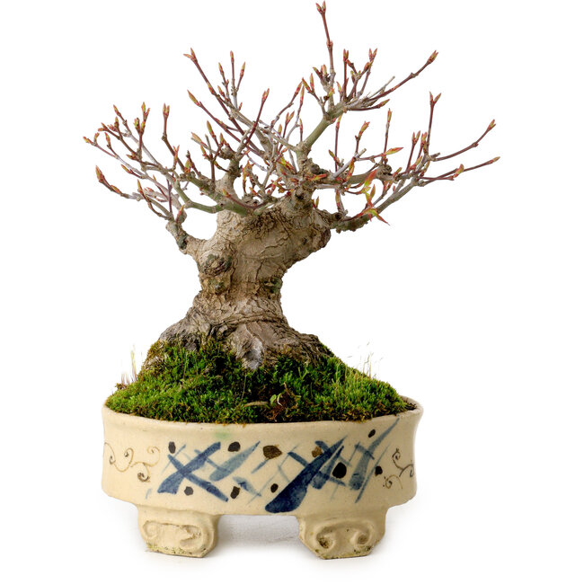 Acer palmatum, 16 cm, ± 25 ans, dans un pot japonais fait main, avec un nebari de 8 cm