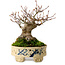 Acer palmatum, 16 cm, ± 25 years old, in a handmade Japanese pot, with a nebari of 8 cm
