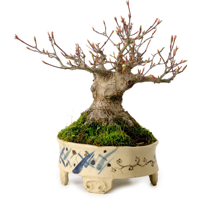 Acer palmatum, 16 cm, ± 25 ans, dans un pot japonais fait main, avec un nebari de 8 cm