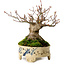 Acer palmatum, 16 cm, ca. 25 Jahre alt, in einem handgefertigten japanischen Topf, mit einem Nebari von 8 cm