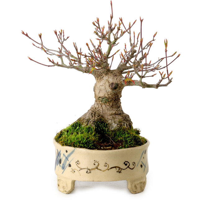 Acer palmatum, 16 cm, ± 25 years old, in a handmade Japanese pot, with a nebari of 8 cm