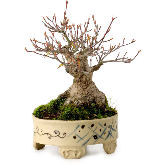 Acer palmatum, 16 cm, ca. 25 Jahre alt, in einem handgefertigten japanischen Topf, mit einem Nebari von 8 cm