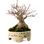 Acer palmatum, 16 cm, ± 25 jaar oud, in een handgemaakte Japanse pot, met een nebari van 8 cm.