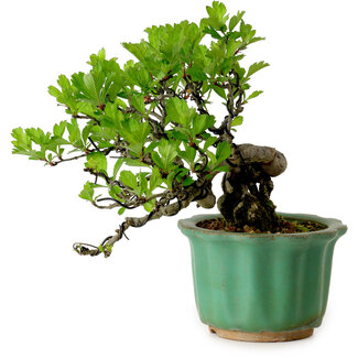 Crataegus cuneata, 17 cm, ± 15 years old