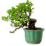 Crataegus cuneata, 17 cm, ± 15 ans