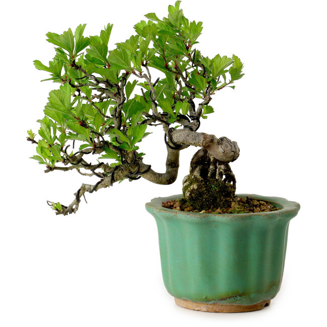 Crataegus cuneata, 17 cm, ± 15 ans