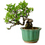 Crataegus cuneata, 17 cm, ± 15 ans