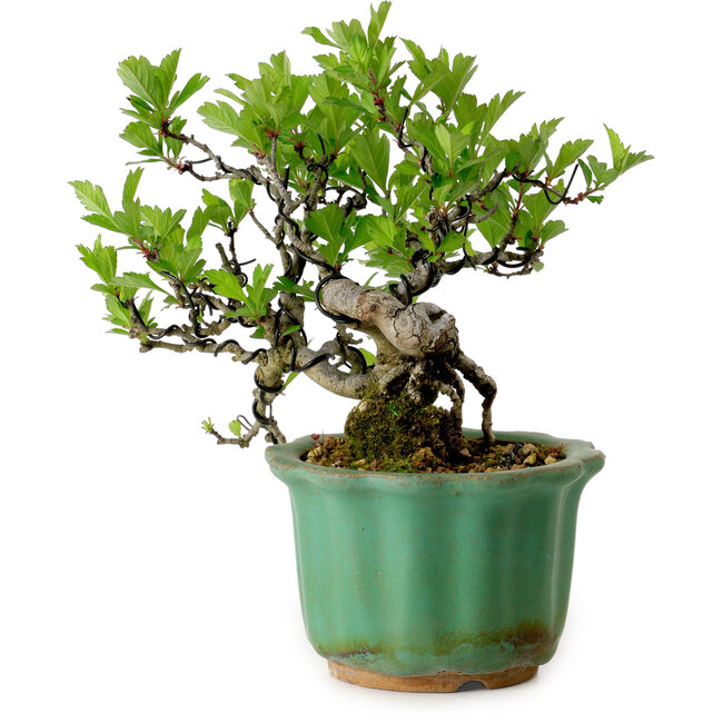 Crataegus cuneata, 17 cm, ± 15 years old