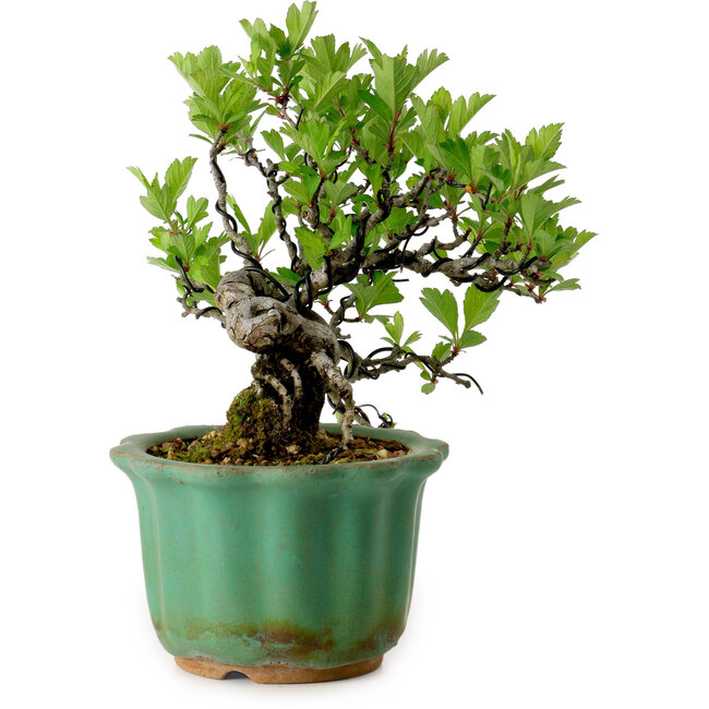 Crataegus cuneata, 17 cm, ± 15 years old