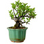 Crataegus cuneata, 17 cm, ± 15 ans