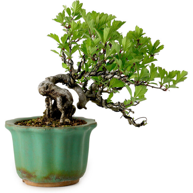 Crataegus cuneata, 17 cm, ± 15 años de edad