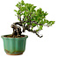 Crataegus cuneata, 17 cm, ± 15 jaar oud