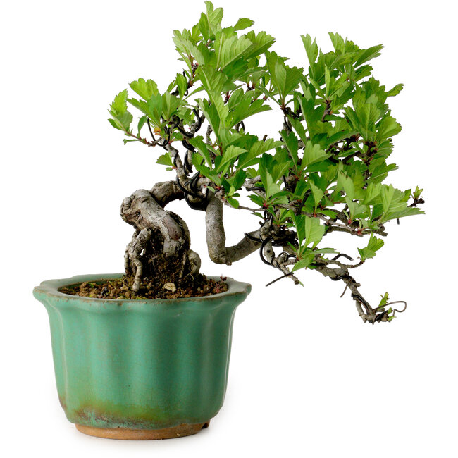 Crataegus cuneata, 17 cm, ± 15 years old