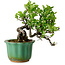 Crataegus cuneata, 17 cm, ± 15 ans
