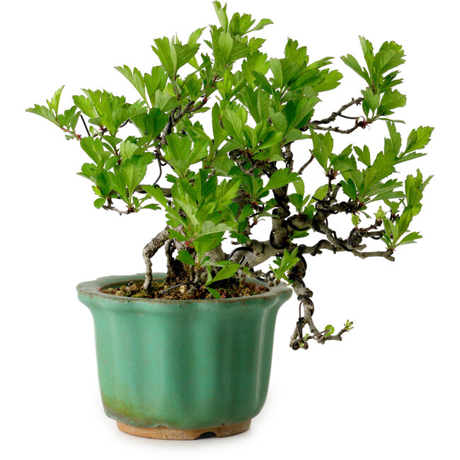 Crataegus cuneata, 17 cm, ± 15 años de edad