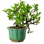 Crataegus cuneata, 17 cm, ± 15 ans