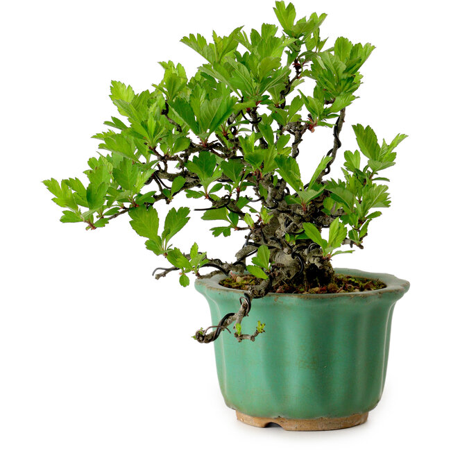 Crataegus cuneata, 17 cm, ± 15 años de edad